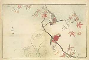 Landscapeanimals And Birds Prints: Illustration from Pictures of Imported Birds