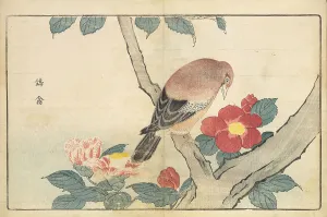 Illustration from Pictures of Imported Birds, 1790. Creator: Kitao, Masayoshi (1764-1824). Illustration from Pictures of Imported Birds, 1790. Creator: Kitao, Masayoshi (1764-1824)
