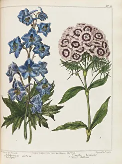 Edwards Prints: Illustration from Practical Gardening by Alexander McDonald, 1807