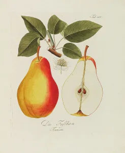 Illustration from A treatise on the fruit trees by Johann Kraft, 1792-1796. Creator: Kraft, Johann (1738-1808). Illustration from A treatise on the fruit trees by Johann Kraft, 1792-1796. Creator: Kraft, Johann (1738-1808)