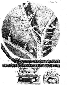 Microscopy Prints: Illustrations from English microscopist Robert Hookes Micrographia, 1665