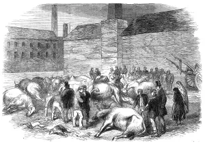 Sheffield South Yorkshire England Prints: Illustrations of the Flood at Sheffield: drowned cattle at High Bank