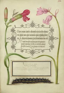 Carnations Prints: Imaginary Insect, Carnation, Bluebell