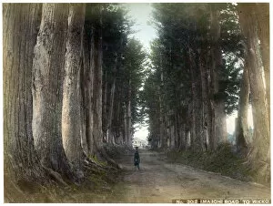 Cedar Gallery: Imaichi Road at Nikko, Japan, early 20th century(?)