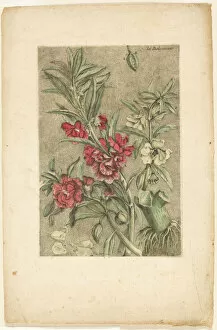 Gauthier Dagoty Jacques Fabien Gallery: Impatiens, from Collection des plantes usuelles, curieuses, et étrangères, 1767