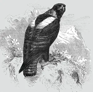 The Imperial Eagle; A Naturalist's Ride in the Atlas Mountains, 1875. Creator: Unknown