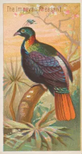 The Impeyan Pheasant, from the Birds of the Tropics series (N5) for Allen &