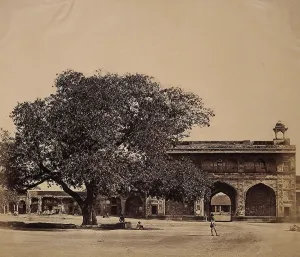 Revolt Of 1857 Prints: India: a tree in the grounds of a palace under which three hundred Europeans were murdered