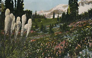 Mount Rainier Prints: Indian Basket Grass growing in Mount Rainier National Park, c1916. Artist: Asahel Curtis