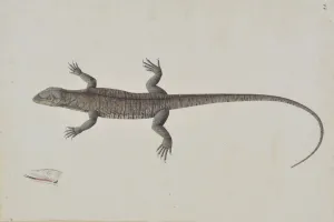An Indian Bish-Khopra Lizard, ca. 1790. Creator: Unknown