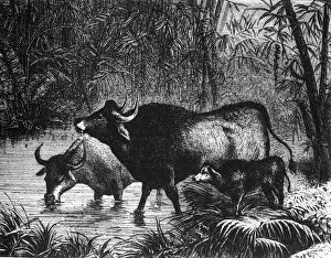 Wild Animal Gallery: The Indian Bison (Bos Gaurus), c1891. Creator: James Grant