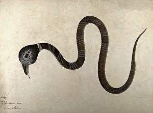 Stripe Prints: Indian cobra, with monocle marking on hood