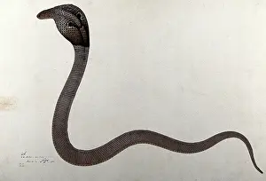 Bhawani Prints: Indian cobra, with spectacle marking on hood