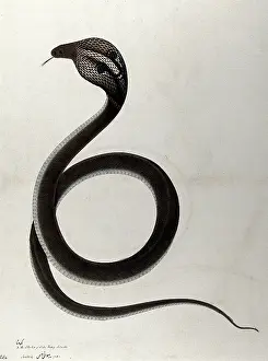 Poise Prints: Indian cobra, with spectacle marking on hood