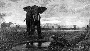 Leopard Prints: The Indian Desert, by Decamps, 1871. Creator: J Greenaway