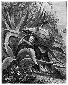 Indian extracting pulque, Mexico, 19th century