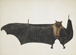 Indian Flying Fox also known as Great Indian Fruit Bat; Pteropus Giganteus, c1800 Indian Flying Fox also known as Great Indian Fruit Bat; Pteropus Giganteus, c1800