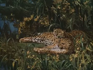 Camouflage Collection: Indian Leopards, late 19th-early 20th century, (c1930). Creator: John MacAllan Swan