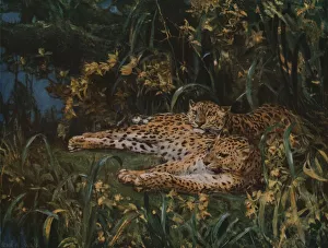 Camouflage Collection: Indian Leopards, late 19th-early 20th century, (c1930). Creator: John MacAllan Swan
