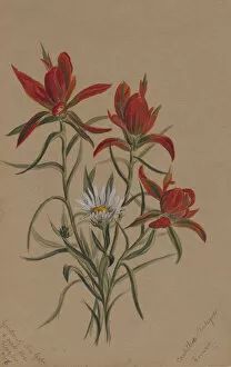 Cream Background Gallery: Indian Paintbrush (Castilleja rhexifolia), 1883. Creator: Mary Vaux Walcott
