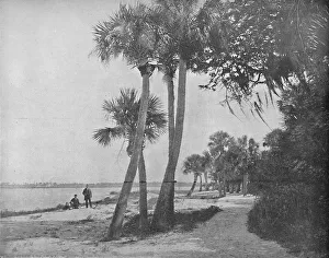 Deep South Prints: Indian River, Florida, c1897. Creator: Unknown