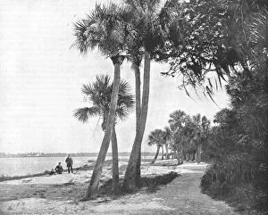 Indian River Prints: Indian River, Florida, USA, c1900. Creator: Unknown