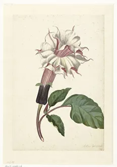 Over Traces Of Graphite Prints: Indian Thornapple (Datura Metel), c. 1680-before c. 1700. Creator: Alida Withoos