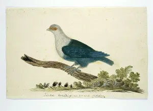 John Webber Prints: Indian turtle dove from the Seychelles, c.1776-1780. Creator: John Webber