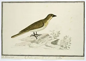 Helpful Prints: Indicator indicator (Greater honeyguide), 1777-1786. Creator: Robert Jacob Gordon