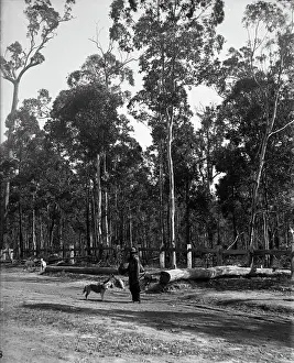 Lestrange Robert Augustus Henry Prints: Indigenous Australian man and dogs