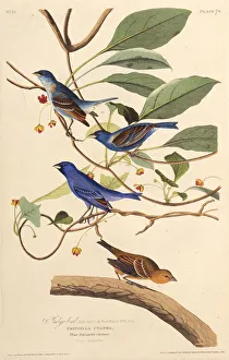 Audubon Gallery: The indigobirds. From The Birds of America, 1827-1838. Creator: Audubon