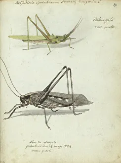 Indonesian Prints: Indonesian locusts, 1784. Creator: Jan Brandes