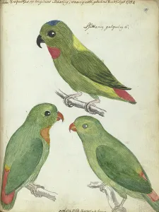 Java Indonesia Prints: Indonesian parakeets, 1784. Creator: Jan Brandes
