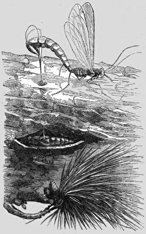 Reid Thomas Mayne Prints: An Insect Cuckoo; A Flying Visit to Florida, 1875. Creator: Thomas Mayne Reid