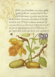 Acorns Prints: Insect, Daffodil, European Columbine