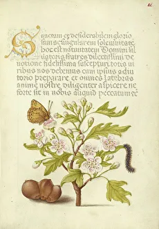 Crataegus Prints: Insect, English Hawthorn, Caterpillar