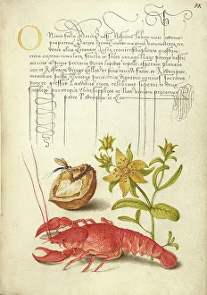 Walnut Prints: Insect, English Walnut, Saint John's Wort