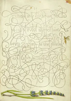 Bocskay Georg Prints: Insect and Hyssop; Mira calligraphiae monumenta