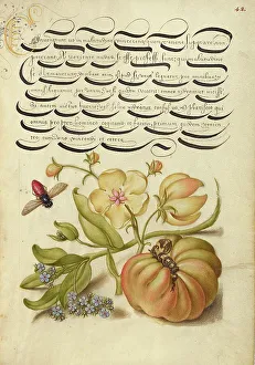 Moth Prints: Insect, Moth Mullein, Forget-Me-Not