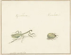 Entomology Prints: Two insects, 1643-1648. Creator: Gerardus van Veen