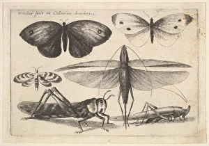 Wenceslaus And Xa0 Prints: Six insects, 1646. Creator: Wenceslaus Hollar