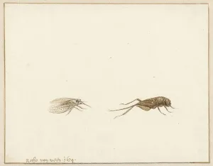 Entomology Prints: Two insects, 1674. Creator: Rochus van Veen