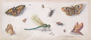 Jan Van Kessel I Prints: Insects, Butterflies, and a Dragonfly, 17th century. Creator: Jan van Kessel