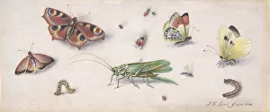 Insects, Butterflies, and a Grasshopper, 17th century. Creator: Jan van Kessel