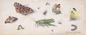 Jan Van Kessel I Prints: Insects, Butterflies, and a Grasshopper, 17th century. Creator: Jan van Kessel