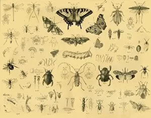 Variety Collection: Insects, c1910. Creator: Unknown