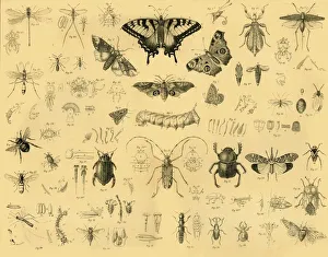 Collection: Insects, c1910. Creator: Unknown