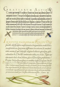 Carnation Prints: Insects and Carnation; Mira calligraphiae monumenta