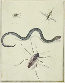 Three insects of different sizes and a snake, c1600-1629. Creator: Jacques de Gheyn II