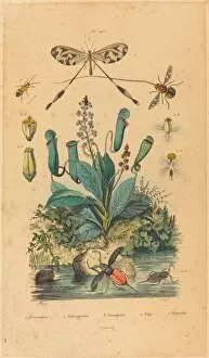 Insects and Flowers, published 1837. Creator: Unknown